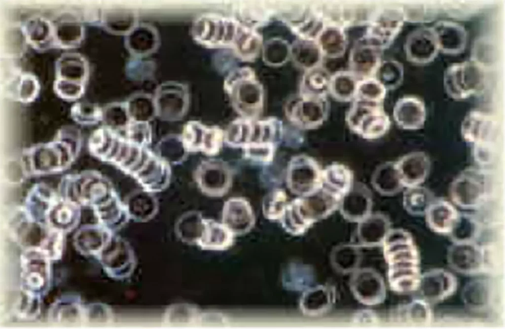 Mikroskopische Aufnahme von zahlreichen runden, durchsichtigen Zellen vor dunklem Hintergrund