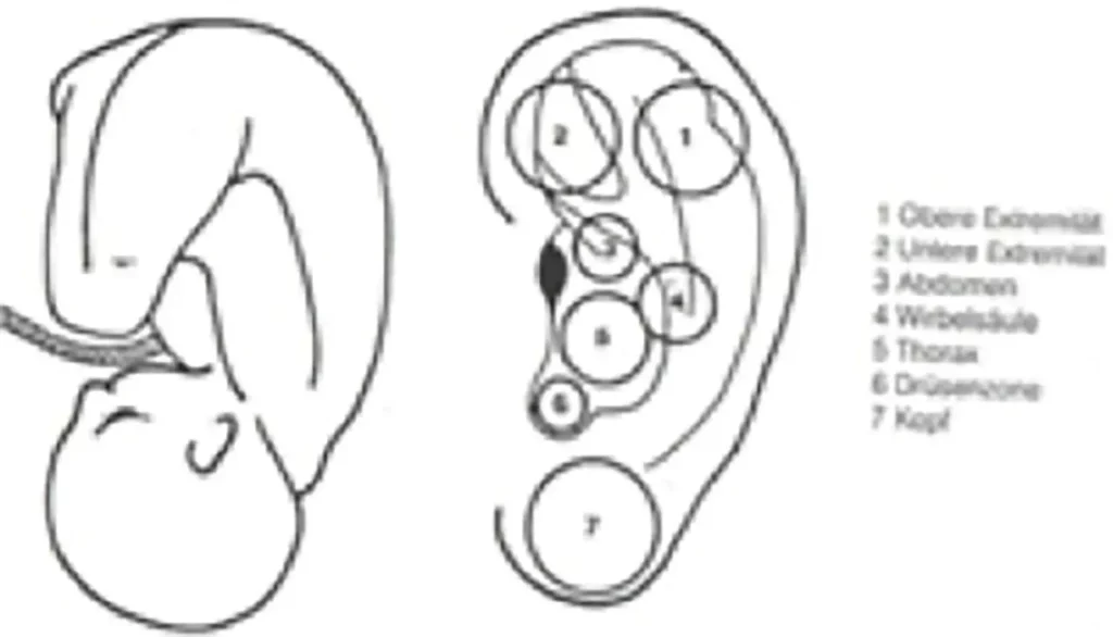 Skizze eines Fötus und eine Ohrillustration mit nummerierten Bereichen und Beschriftungen zu Körperteilen.