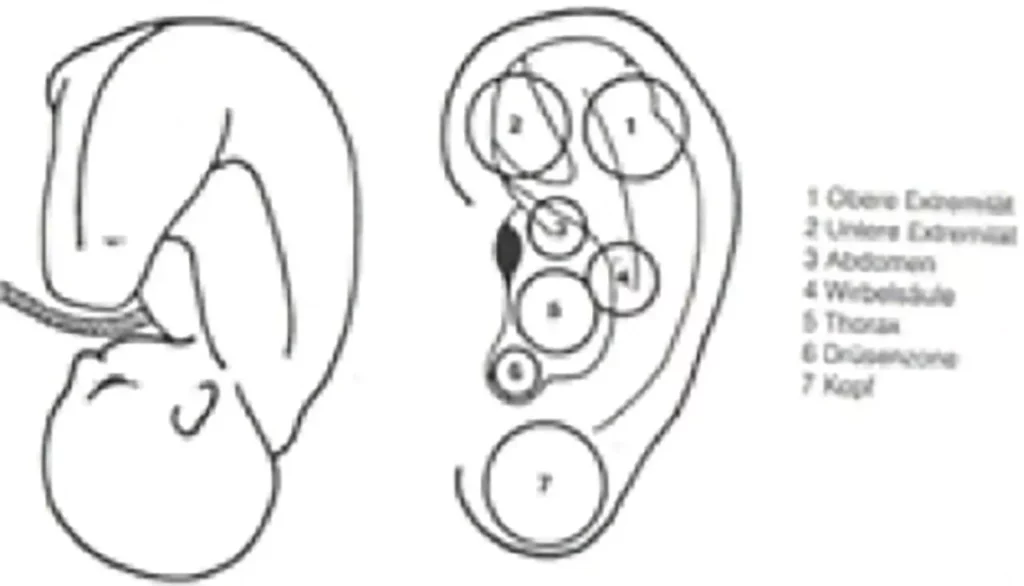 Skizze eines Embryos und eines Ohres mit nummerierten Reflexzonen und Beschriftung der Körperbereiche neben dem Ohrdiagramm