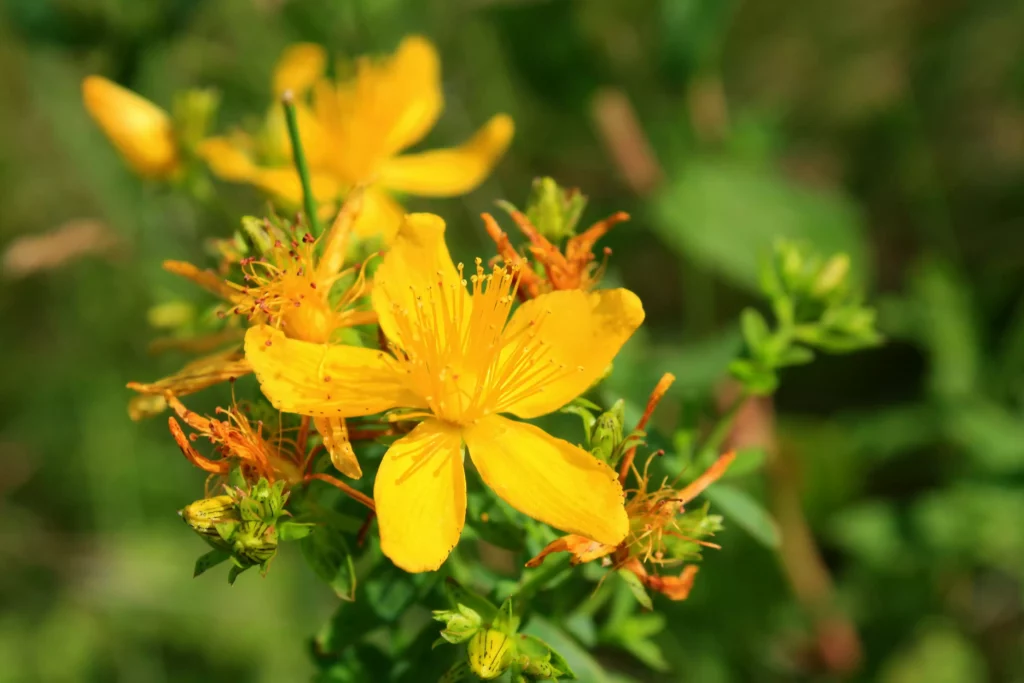 Nahaufnahme einer gelben Johanniskrautblüte mit grünen Blättern im Hintergrund