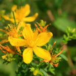 St. John’s wort Johanniskraut Dziurawiec Hypericum perforatum