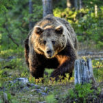 Brown bear