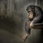 Selective focus shot of a chimpanzee sitting in a sink and laughing at his own jokes