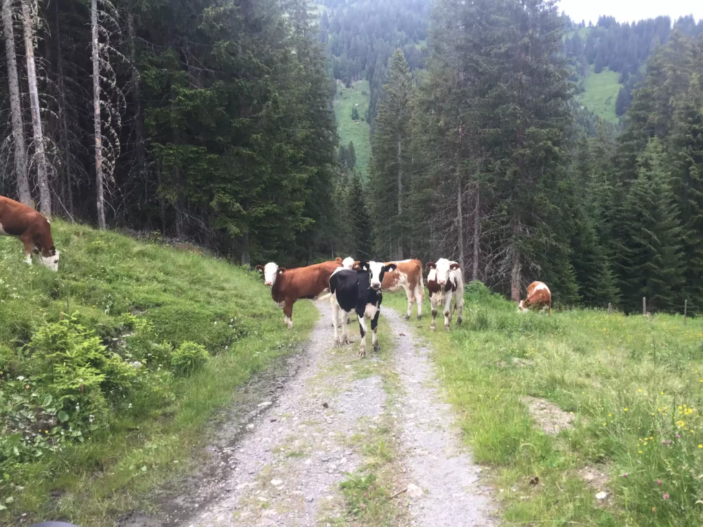Mehrere Kühe stehen und grasen auf einem Waldweg umgeben von grünen Wiesen und hohen Tannen im Gebirge.