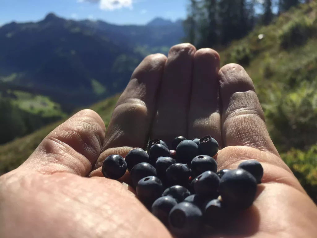 Hand hält frische Heidelbeeren vor unscharfer Berglandschaft bei Sonnenschein im Freien