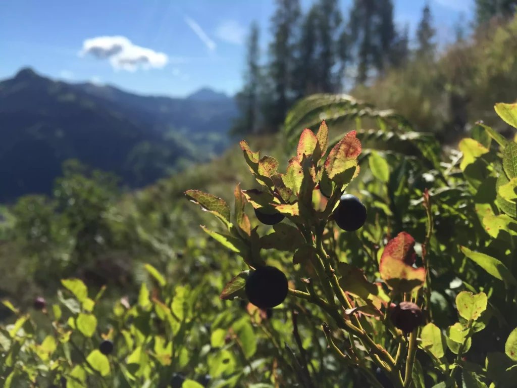 Nahaufnahme von Heidelbeersträuchern mit Bergen und blauem Himmel im Hintergrund an einem sonnigen Tag
