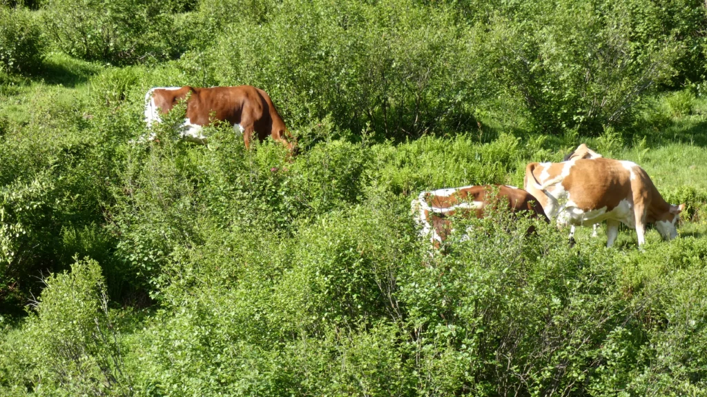 Drei braun-weiße Kühe grasen auf einer grünen, dicht bewachsenen Wiese mit Sträuchern und Büschen.