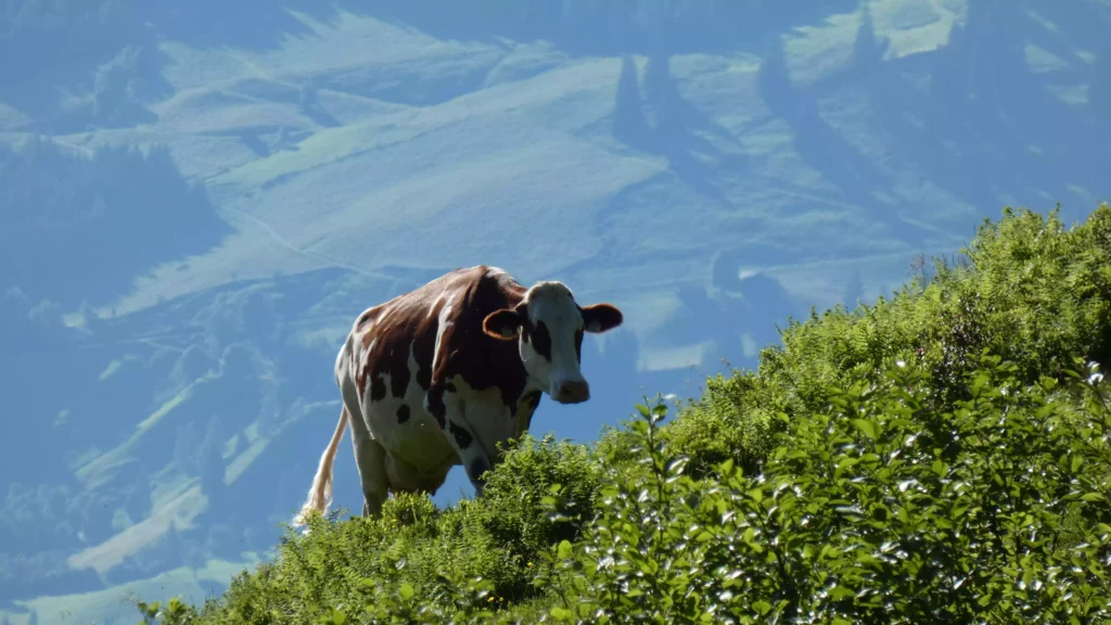 Braun-weiße Kuh steht auf grünem Hügel mit Berglandschaft im Hintergrund bei klarem Himmel