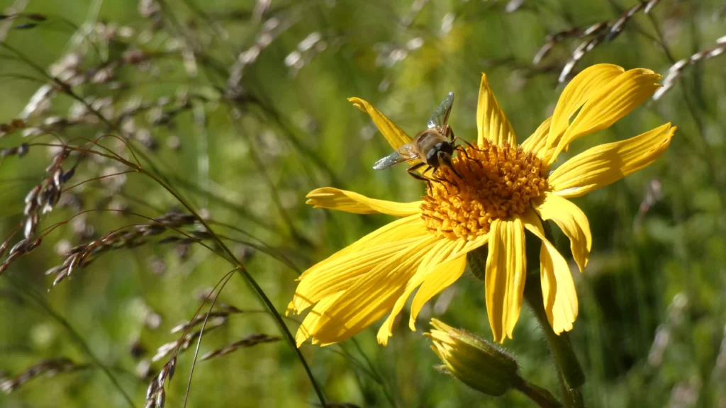 Nahaufnahme einer Biene auf einer gelben Blume vor grünem, unscharfem Hintergrund im Freien