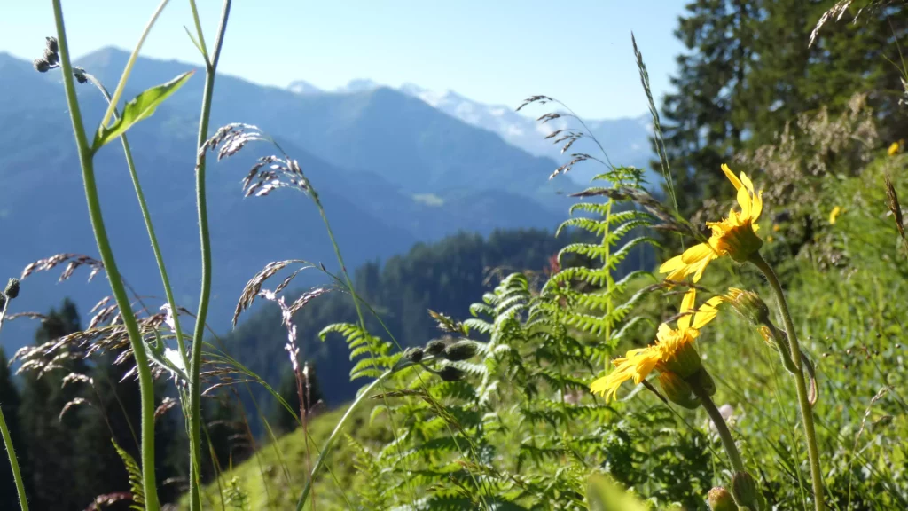 Gelbe Blumen und Gräser auf einer Bergwiese mit Blick auf bewaldete Berge und schneebedeckte Gipfel im Hintergrund