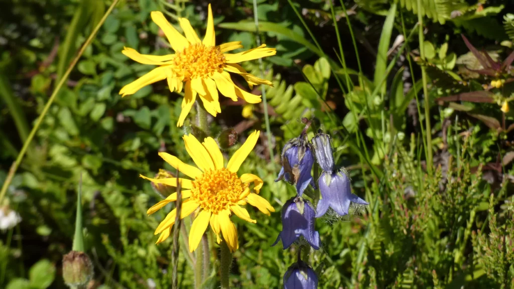 Gelbe und blaue Alpenblumen vor grünem Bergwiesen-Hintergrund bei Sonnenschein P1000794 scaled