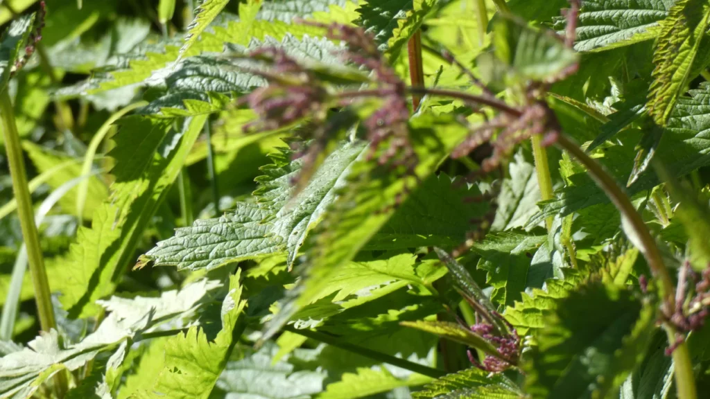 Nahaufnahme von grünen Brennnesselblättern mit Stängeln und kleinen violetten Blüten im Sonnenlicht