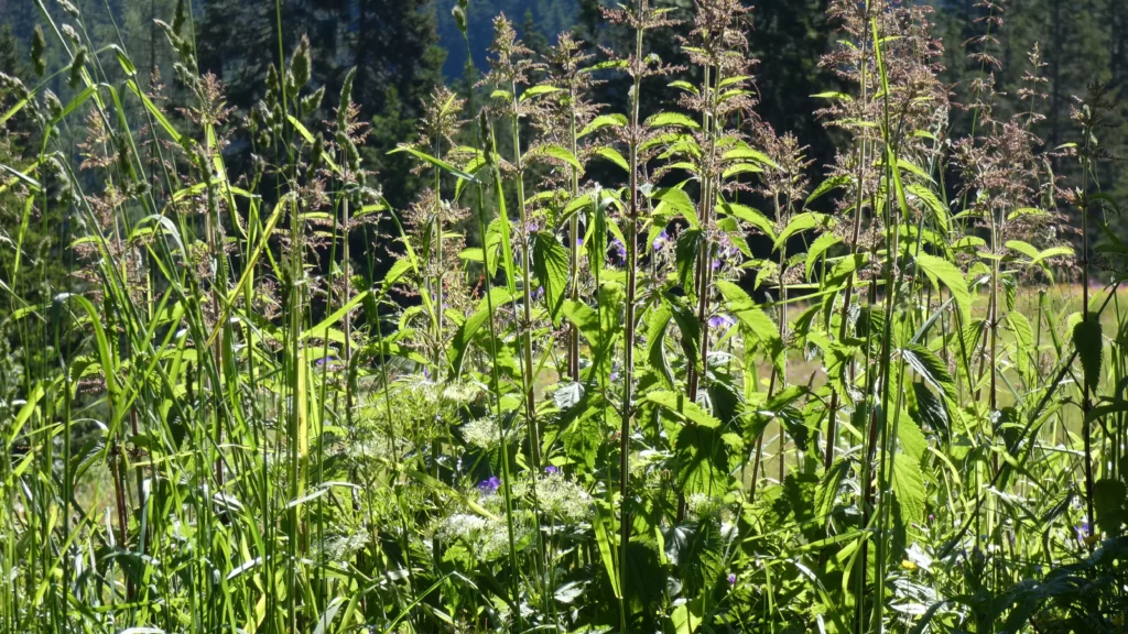 Grüne Wiese mit hohen Gräsern und Wildpflanzen vor dunklem Wald im Sonnenlicht an einem Sommertag