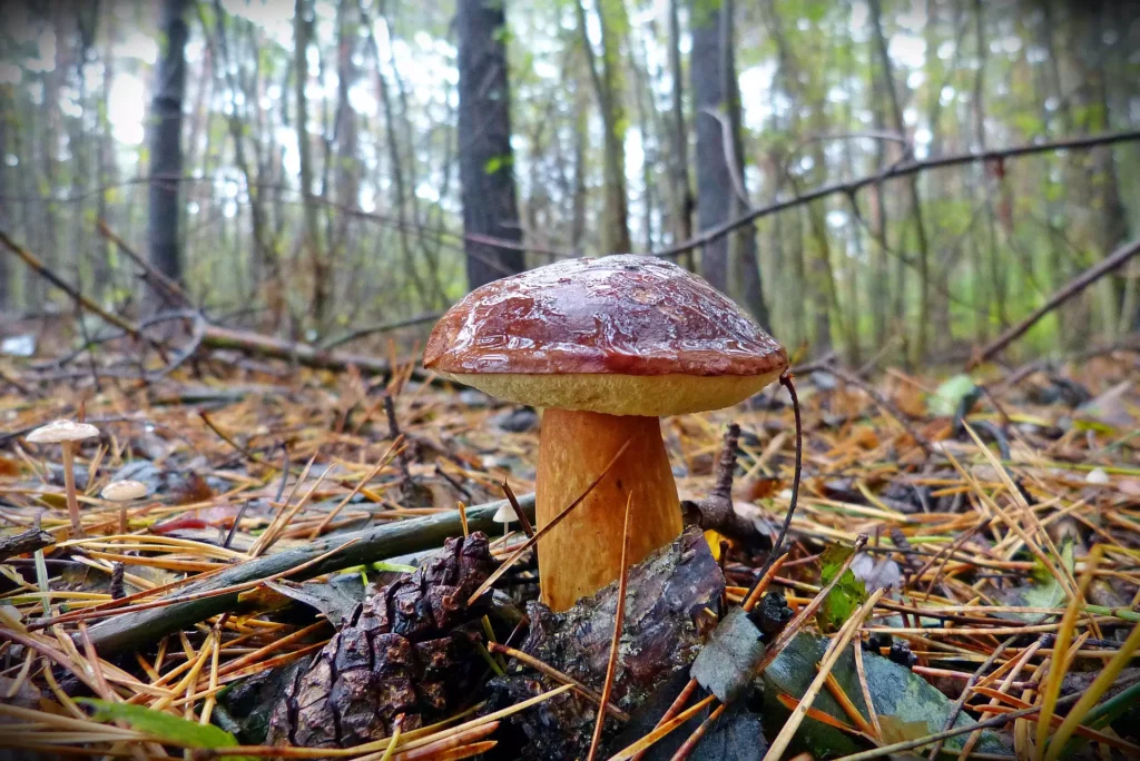 Brauner Steinpilz mit glänzendem Hut im herbstlichen Wald auf Waldboden mit Nadeln und Tannenzapfen