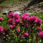 Schoedertal-2018_83-1000×667