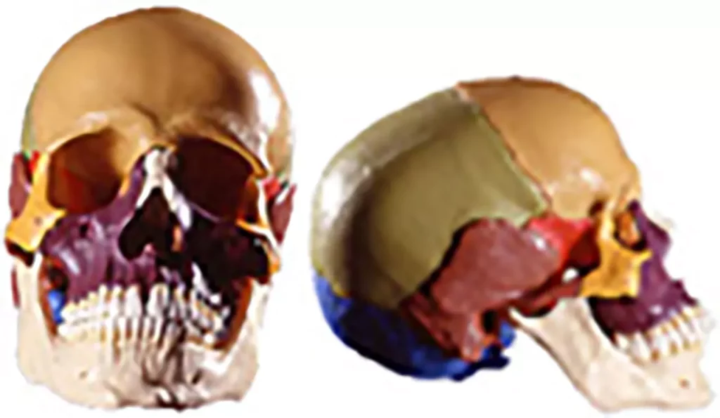 Zwei farblich markierte menschliche Schädelmodelle, eines von vorne und eines von der Seite sichtbar, zur anatomischen